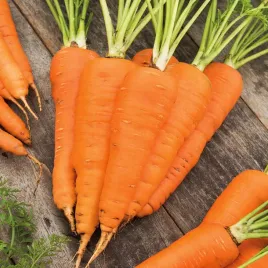 marchew-flakkese-2-pozna-smaczna-soczysta-bradzo-plenna-nasiona-marchwi