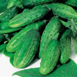 ogorek-hela-f1-gruntowy-do-konserwowania-i-kwaszenia-nasiona-ogorkow