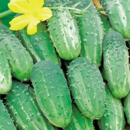 ogorek-parys-wczesny-gruntowy-ogorki-nasiona-ogorkow-plenne-odporne