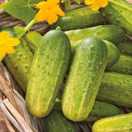 ogorek-krak-konserwowy-gruntowy-odporny-na-choroby-nasiona-ogorkow
