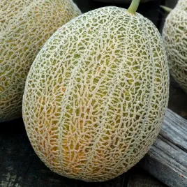 melon-hale-s-best-jumbo-pyszny-i-slodki-nasiona-melona