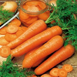 marchew-chantaney-bardzo-wczesna-nasiona-marchwi-soczysta-smaczna-slodka