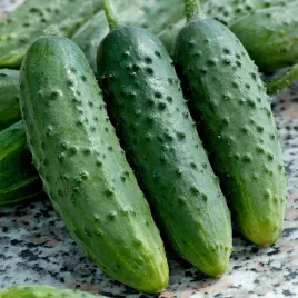ogorek-nadusha-f1-konserwowy-gruntowy-plenny-odpornynasiona-ogorkow-ogorki