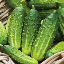 ogorek-octopus-bardzo-plenny-i-odporna-na-choroby-nasiona-ogorkow-ogorki