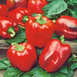 papryka-california-wonder-czerwona-bardzo-slodka-nasiona-papryki-warzyw