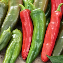 papryka-anaheim-chili-ostra-nasiona-papryki-warzyw