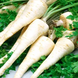 pietruszka-konika-srednio-wczesna-odporna-do-przechowywania-nasiona-warzyw