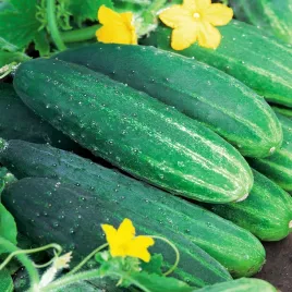 ogorek-dalila-f1-srednio-wczesny-konserwowy-nasiona-ogorkow-warzyw