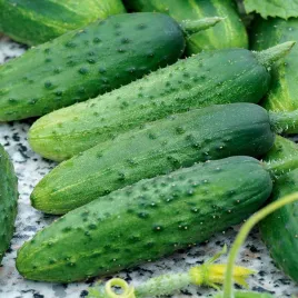 ogorek-sremski-f1-nasiona-ogorkow-na-tasmie-bardzo-plenny-smaczny