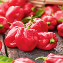 papryka-habanero-red-ostra-nasiona-papryki-warzyw-odporna-plenna