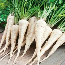 pietruszka-halblange-berlinska-odporna-do-przechowywania-nasiona-pietruszki