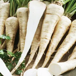 pietruszka-vistula-srednio-pozna-nasiona-piertuszki-plenna