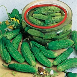 ogorek-wisconsin-smr-58-srednio-wczesny-konserwowy-bardzo-plenny-nasiona