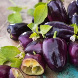 papryka-loran-fioletowa-do-uprawy-w-gruncie-i-szklarni-nasiona-papryki