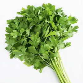 pietruszka-naciowa-moss-curled-2-kedzierzawa-nasiona-pietruszki-warzyw