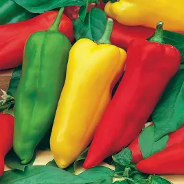 papryka-slodka-corno-di-toro-rosso-i-giallo-dluga-stozkowa-nasiona-papryki
