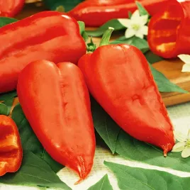 papryka-jalapeno-ruben-ostra-typu-chili-nasiona-papryki-warzyw