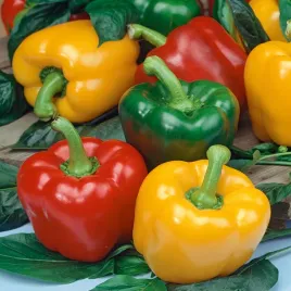 papryka-granova-zielono-zolta-dojrzala-czerwona-nasiona-papryki