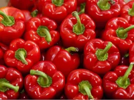 papryka-granova-czerwon-pierwszorzedna-odmiana-nasiona-toraf