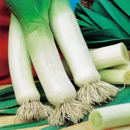 por-blauwgroene-winter-pozny-odporny-dobrze-zimuje-nasiona-pora