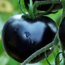 pomidor-black-cherry-wysoki-czarny-koktajlowy-nasiona-pomidorow-pomidory