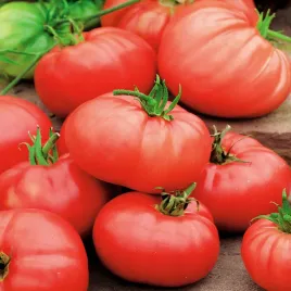 pomidor-gruntowy-oxheart-bawole-serce-pomidory-nasiona-pomidorow-odporne