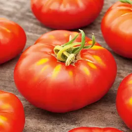 pomidor-dafne-f1-szklarniowy-tunelowy-odporny-pomidory-nasiona-pomidorow