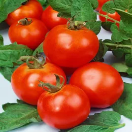 pomidor-szejk-sejk-sejk-gruntowy-nasiona-pomidorow-pomidory-warzyw