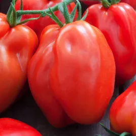 pomidor-san-marzano-3-gruntowy-wysoki-nasiona-pomidorow-pomidory