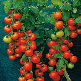 pomidor-harzfeuer-f1-gruntowy-popularna-odmiana-pomidory-nasiona-pomidorow