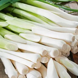 por-albos-sr-wczesny-nasiona-pora-warzyw-gruby-smaczny-odporny