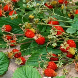 poziomka-rugia-bardzo-plenna-nasiona-poziomki-smaczna-slodka-odmiana