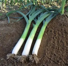 por-tango-odmiana-pozna-plenna-1g-nasiona-pora-toraf