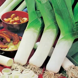 por-golem-odporny-na-mrozy-srednio-pozny-nasiona-pora-warzyw-smaczny-gruby