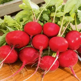 rzodkiewka-cherry-belle-bardzo-smaczna-odmiana-nasiona-rzodkiewki-plenna