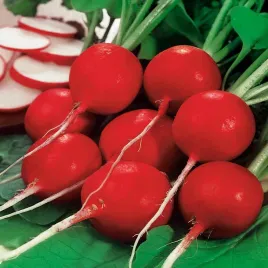 rzodkiewka-duo-bardzo-duza-kulista-wczesna-nasiona-rzodkiewki-smaczna