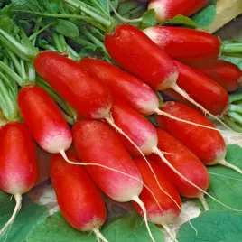 rzodkiewka-opolanka-nasiona-rzodkiewki-na-tasmie-plenna-smaczna