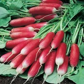 rzodkiewka-mila-czerwona-z-bialym-dolem-nasiona-rzodkiewki-plenna-smaczna