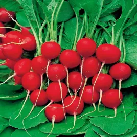 rzodkiewka-rudi-czerwona-do-uprawy-calorocznej-nasiona-rzodkiewki