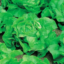 salata-krolowa-lata-krucha-wczesna-lodowa-smaczna-saladkowa-nasiona-salaty