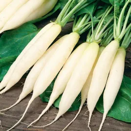 rzodkiew-astor-biala-podluzna-duzo-witamin-nasiona