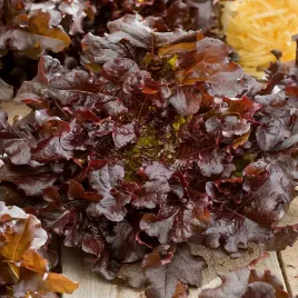 salata-red-salad-bowl-debolistna-czerwona-nasiona-salaty-warzyw-plenne