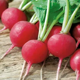 rzodkiewka-carmesa-czerwona-wczesna-pod-oslony-do-ogrodka-nasiona-rzodkiewk