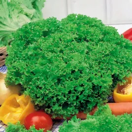 salata-lisciowa-lollo-bionda-wczesna-nasiona-salaty-warzyw-smaczna-plenna
