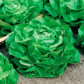 salata-krucha-lodowa-tarzan-pozna-bardzo-duze-glowki-nasiona-salaty