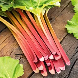 rabarbar-victoria-plenny-zimujacy-odporny-smaczny-zdrowy-nasiona-rabarbaru