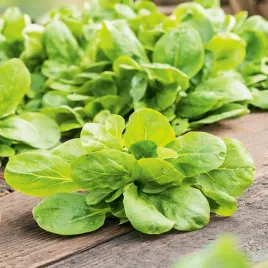 roszponka-warzywna-100g-krucha-smaczna-plenna-zdrowa-nasiona