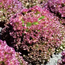 salata-lollo-rossa-lisciowa-wczesna-czerwona-nasiona-salaty-warzyw