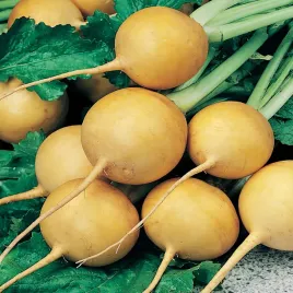 rzepa-jadalna-golden-ball-nasiona-warzyw-rzepy-zolte-i-slodkie-korzenie