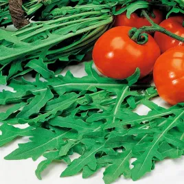 rukola-nasiona-rukoli-szybko-odrasta-zdrowe-odporne